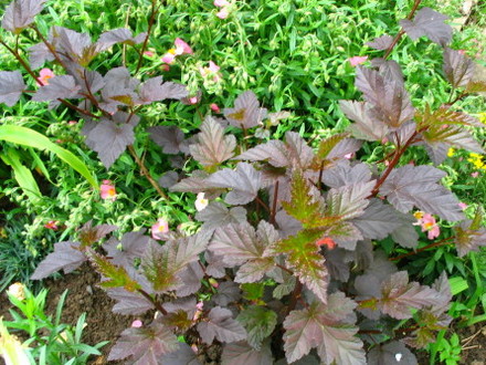 Physocarpus Diabolo