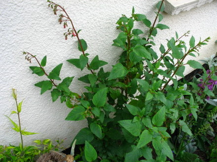 Phygelius (Phygelius Capensis)