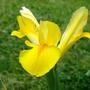 iris (Iris sibirica)