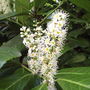 Laurocerasus (English or Cherry Laurel)