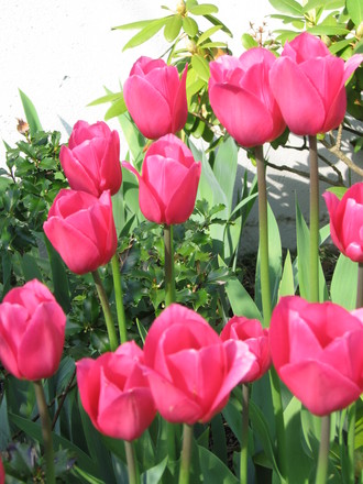 Tulips