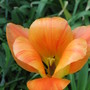 tulip