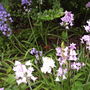 Bluebells (and other coloured bells)
