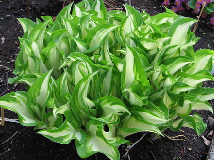 Koreana (Hosta undulata)