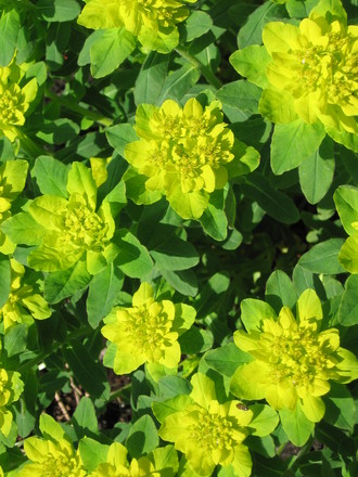 euphorbia (Euphorbia hyberna (Irish Spurge))