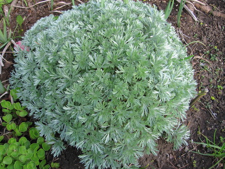 silver mound (Artemisia schmidtiana (Mugwort))