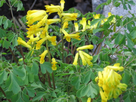 corydalis lutea (corydalis lutea)
