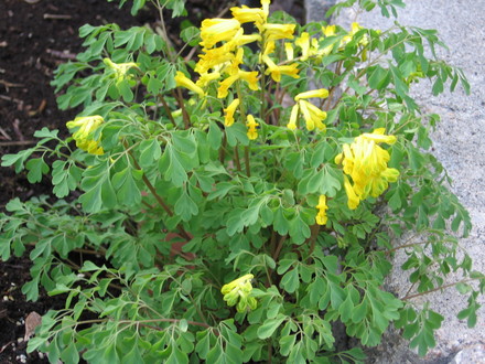 corydalis lutea (corydalis lutea)