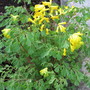 corydalis lutea