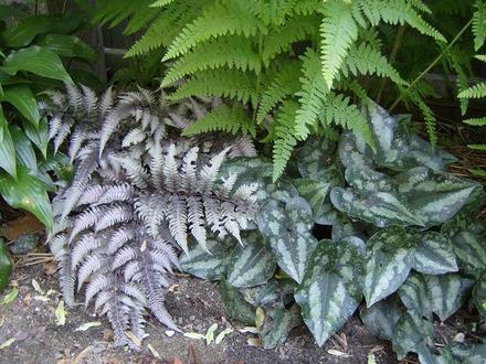 Painted Fern and Wild Ginger