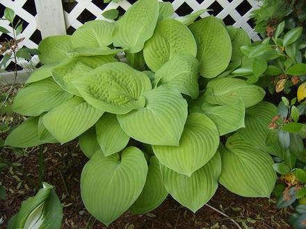 Hosta - Unknown