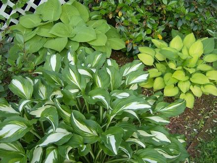 Hosta - Front garden