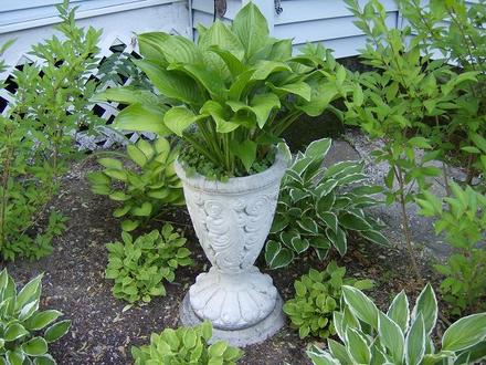 Front - Garden