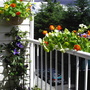 Nasturtiums & Clematis on deck /07