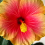 Hibiscus_huge_indoor_tree