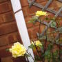 Patio_climbing_rose_laura_ford