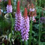 In My Garden - Newly Planted Herbaceous Border, 