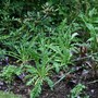 In My Garden - Newly Planted Herbaceous Border
