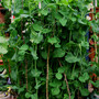 In My Garden - Front Garden Vegetable Beds