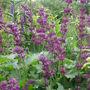 Salvia verticillata