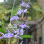 Salvia uliginosa