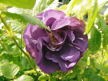 Blue Moon Rose
