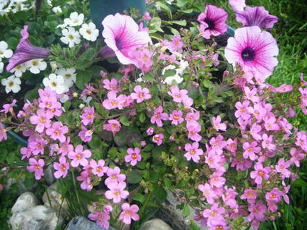 A garden flower photo
