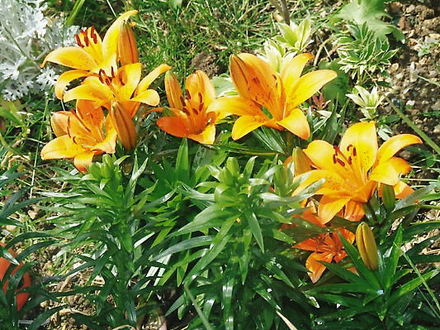 Lillies