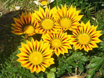 Gazanias