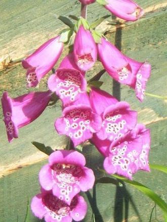 Foxglove