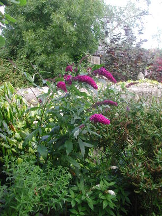 Buddleja in bloom! (Buddleja davidii)
