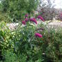Buddleja_in_bloom