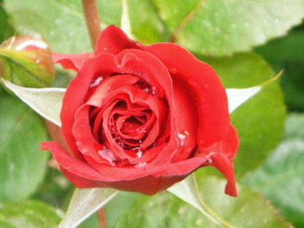 Red Rose and raindrops.