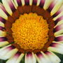 Cnv00187