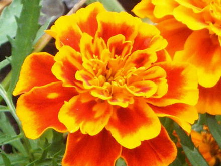 Marigold..