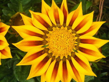 Gazania