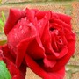 Climbing Rose Uncle Albert (Climbing rose)