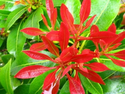 Forest Flame (Pieris)