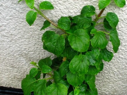 Climbing Hydrenga (Hydrangea anomala)