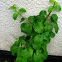 Hydrangea anomala