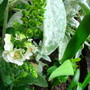 Verbascum blattaria