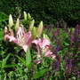 Salvia nemerosa