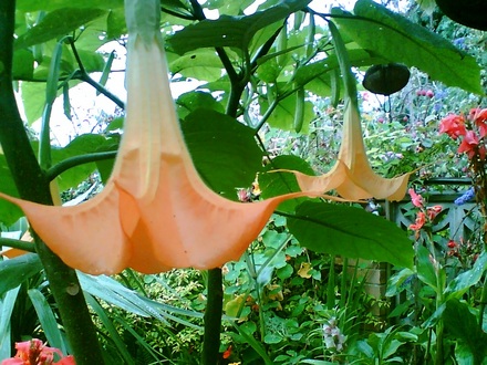 Datura