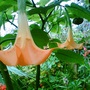 Datura