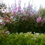 A garden flower photo