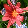 A garden flower photo