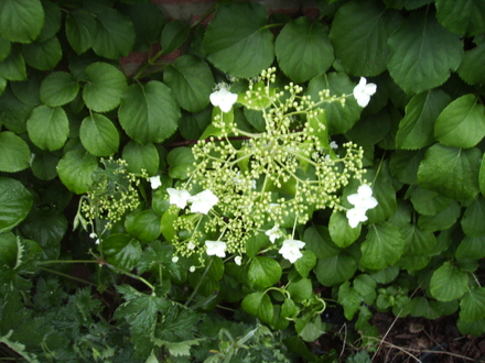 Hydrangea Petiolaris [Climbing Hydrangea] Bloom 06.08 (Hydrangea petiolaris   (Vistabile))