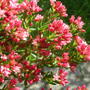 Crassula (Crassula sarcocaulis)