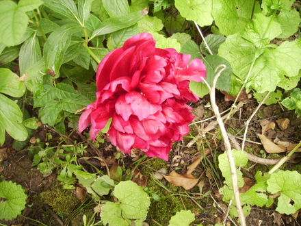 Paeony's first bloom 06.08 (Paeonia lactiflora (Shenstone))