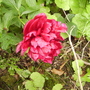 Peonyfirstbloomshenstone01